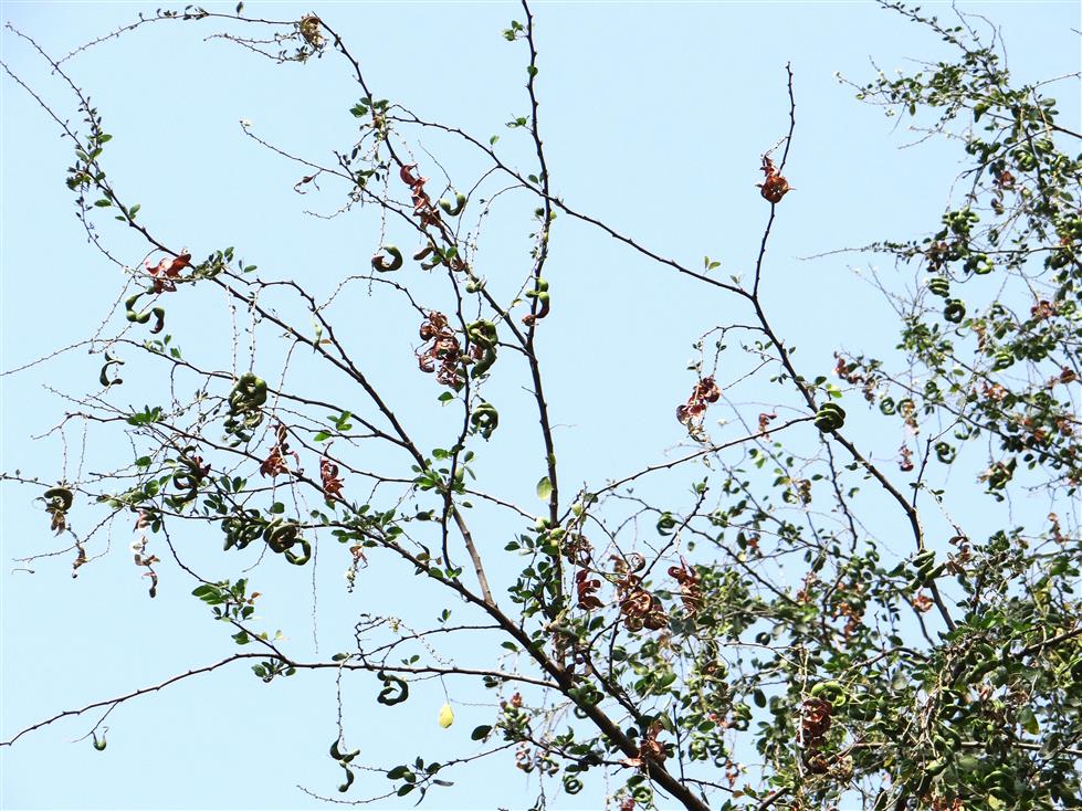 Pithecellobium dulce